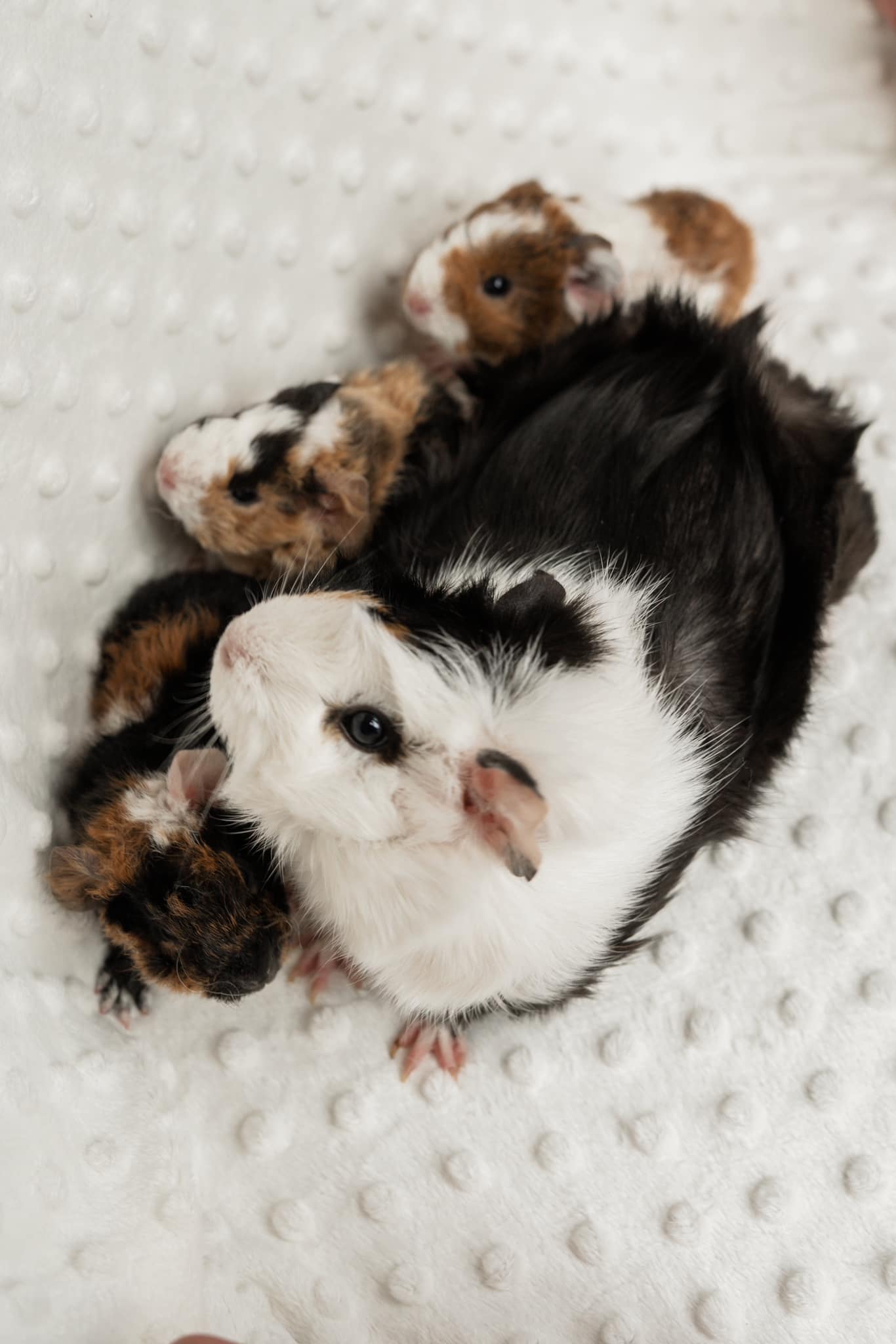 Five guinea pigs resting together on a white textured blanket.
