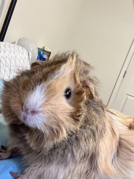 A long-haired brown-and-white guinea pig sitting indoors.